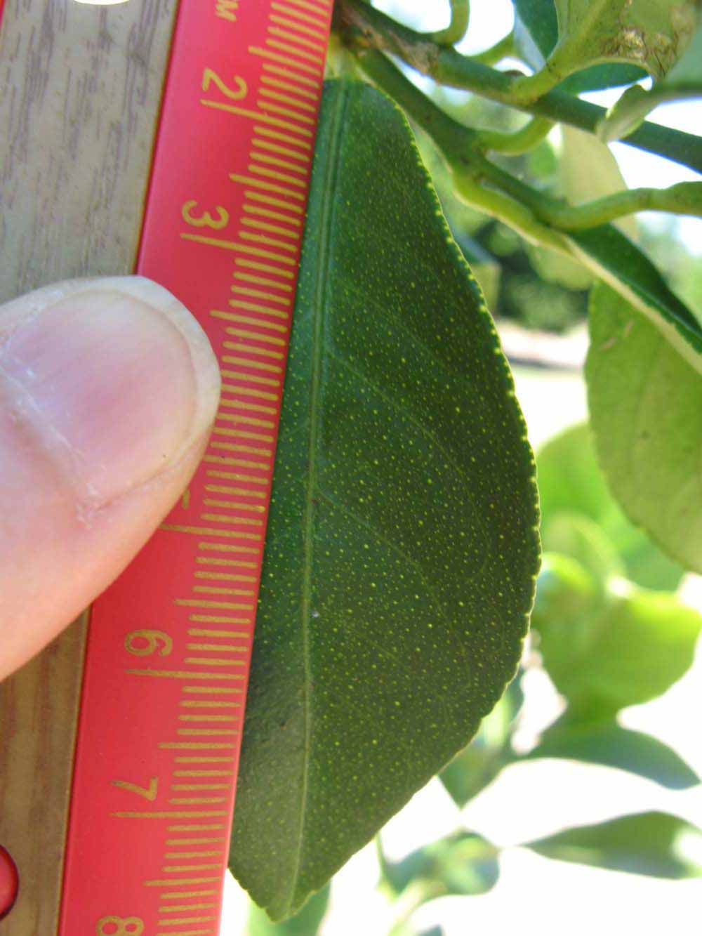              Unifoliolate leaf (Winter Haven, FL)       